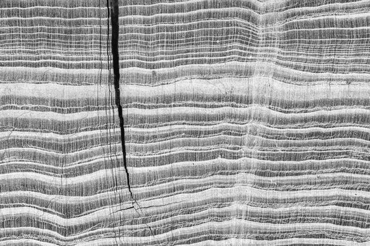 Close-up black and white photo of petrified wood texture