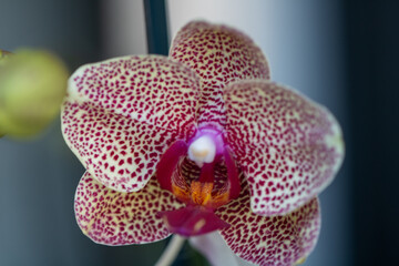 Beautiful Pink and White Orchid