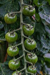 Close-up of Green Tomatoes on a Plant