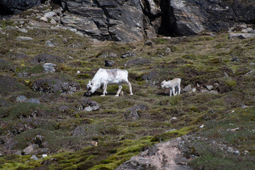 Svalbard Reindeer and Baby