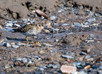 Purple Sandpiper in summer plumage