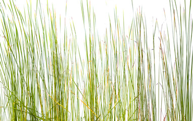 Tiges de graminées sur fond blanc 