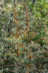 Fototapeta premium A stunningly vibrant wild plant Sea Buckthorn with bright yellow berries thriving in its natural habitat