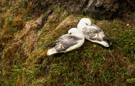 Two fulmars resting on a grassy cliffside