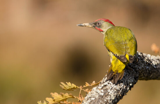 Green woodpecker perched on a lichen-covered branch