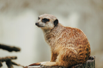 Cute meercat looking into space, thinking © littlepearlstock
