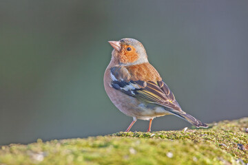 Chaffinch