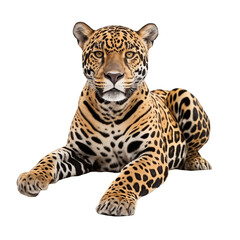 Obraz premium Powerful Leopard Resting on a Wooden Log in Studio On Transparent Background