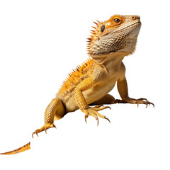 Naklejka premium Bearded Dragon Lizard Perched On A Rock With Spiky Orange Scales