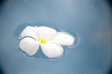 A Plumeria flower floats on the water in a pond. White tropical frangipani flower. Tropical landscape of beautiful plants and flowers. The concept of calm and tranquility.