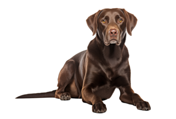 Chocolate Labrador Retriever Lying Down On A Transparent Background