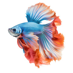Fototapeta premium Blue And Orange Betta Fish With Flowing Fins Against A White Background