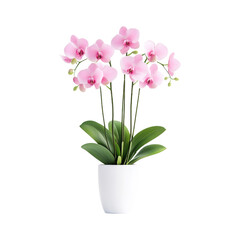 Fototapeta premium Pink Orchid Plant in White Pot