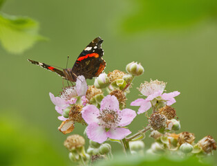 Admiral butterfly from above, close-up admiral, colorful butterfly on pink flowers