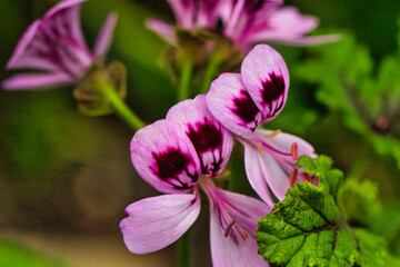 Delicate Pink Flowers with Purple Markings