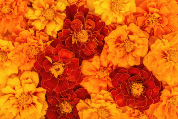 Floral background of marigolds. Orange and red autumn flowers. Flowers for Day of the Dead and Indian holidays.