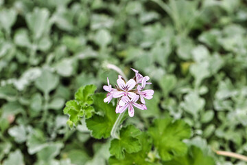 Delicate Pink Flower Amidst Green Foliage