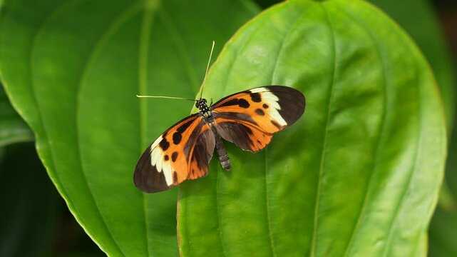 Heliconius numata, the Numata longwing,&uml; butterfly. Insect on flower bloom in the nature habitat.  in Brazil. Wildlife nature. Tropic butterfly in the jungle fores. Close-up detail of butterfly, Peru.