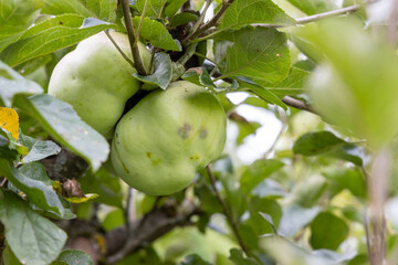 Quinces on the tree ready to be harvested.