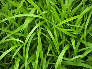 Green Grass Blades Up Close