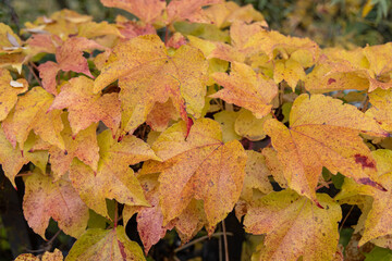 Fall maple leaf on wooden table in autumns, background texture