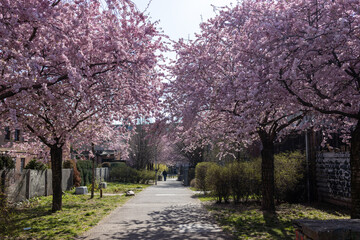 Cherry blossom in spring in Germany