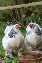 Brahma chickens make a zoo unsafe