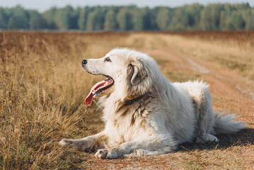 Fototapeta premium huge white Pyrenean Mountain Dog lying on country road in field outdoors in sunny day, dogwalking concept