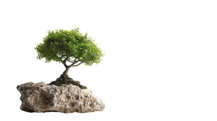 Little bonsai plant tree on transparent background