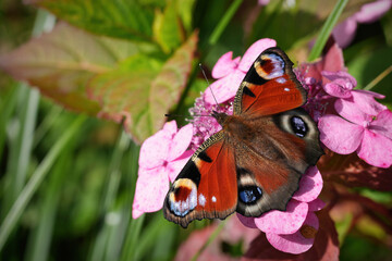 Colorful European Peacock Butterfly, Aglais io, on Pink Flower in the garden