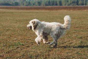 huge white Pyrenean Mountain Dog dashing in field outdoors in sunny day, dogwalking concept