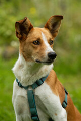 Mixed breed dog with dog harness sitting in summer landscape