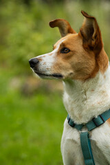 Mixed breed dog in summer landscape looks up