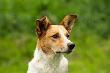 Mixed breed dog in summer landscape