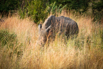 Fototapeta premium Inquisitive White Rhino baby and mother walking in an open bushveld with long grass, endangered species . Taken during a game safari drive in Pilansberg nature reserve