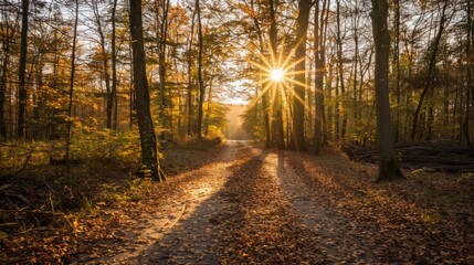 Obraz premium Sunbeams Through Autumn Forest Path