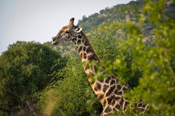 A stunning close-up of a giraffe’s neck and head, with its tongue playfully sticking out, capturing the charm and character of this iconic African animal. Taken during a safari Game drive