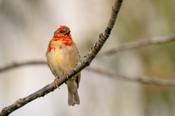 Red Fody - Foudia madagascariensis, beautiful colored perching bird from Indian ocean islands forests and woodlands.