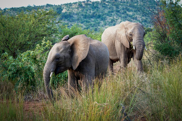 Fototapeta premium A young elephant confidently struts in front of a safari vehicle in Pilanesberg, South Africa, flapping its ears at excited tourists during a game drive.