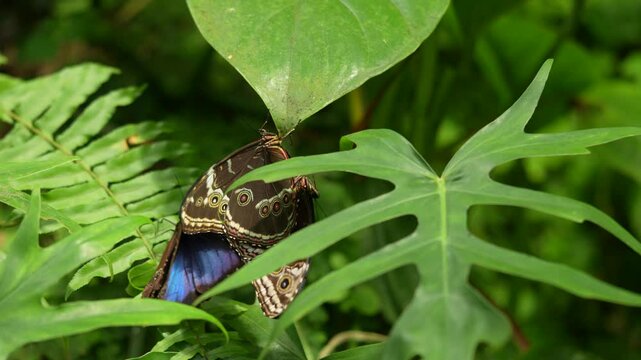 Blue Morpho, Morpho peleides, butterfly sitting on the green leave in nature habitat. Big butterfly in tropic forest, Costa Rica wildlife. Beautiful insect in gree jugle vegetation, mating couplinng.