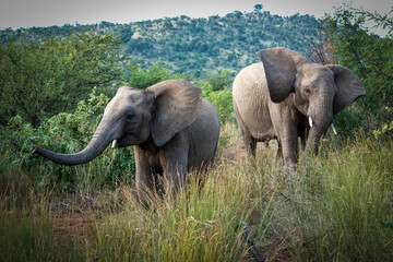 Fototapeta premium A young elephant confidently struts in front of a safari vehicle in Pilanesberg, South Africa, flapping its ears at excited tourists during a game drive.