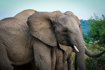 Obraz premium A young elephant confidently struts in front of a safari vehicle in Pilanesberg, South Africa, flapping its ears at excited tourists during a game drive.