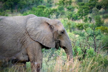 Fototapeta premium An older elephant stands majestically in the lush green bushveld, blending harmoniously with the vibrant foliage of the African landscape. Taken during a Safari Game Drive