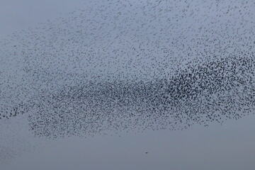 starling flock