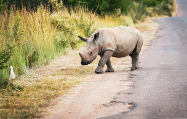 A baby white rhino cautiously crosses a road in Pilanesberg Nature Reserve under soft, overcast light, showcasing the gentle beauty of wildlife in a serene setting. Taken during a safari game drive © Phillip