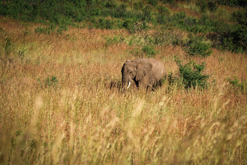 Fototapeta premium An old elephant gracefully moves through the bushveld, half hidden by bushes, blending into its natural surroundings while navigating the wilderness. taken during a safari game drive