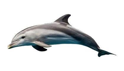 Fototapeta premium Dolphin isolated on transparent background