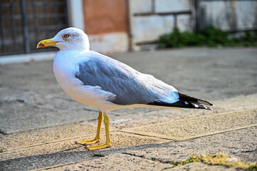 seagull on the street © Tibor