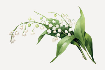 Delicate lily of the valley