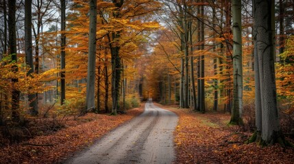 Obraz premium Autumnal Forest Path